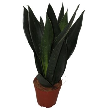 Sansevieria Black Diamond