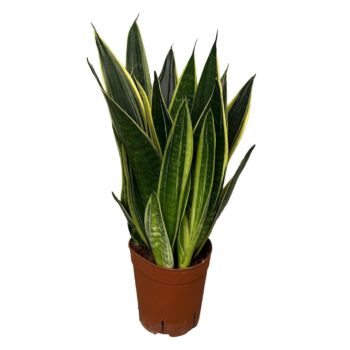 Sansevieria Canary