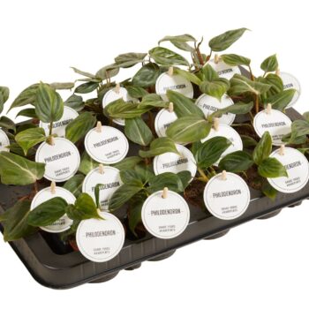Philodendron Green Mix