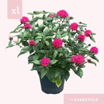 Pentas Roze Struik
