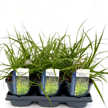 Pennisetum alopecuroides Red Head