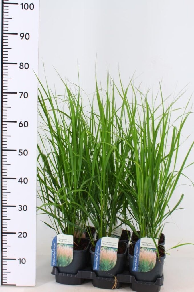 Calamagrostis x acutiflora 'Karl Foerster'