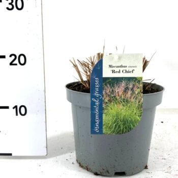 Miscanthus sinensis Red Chief