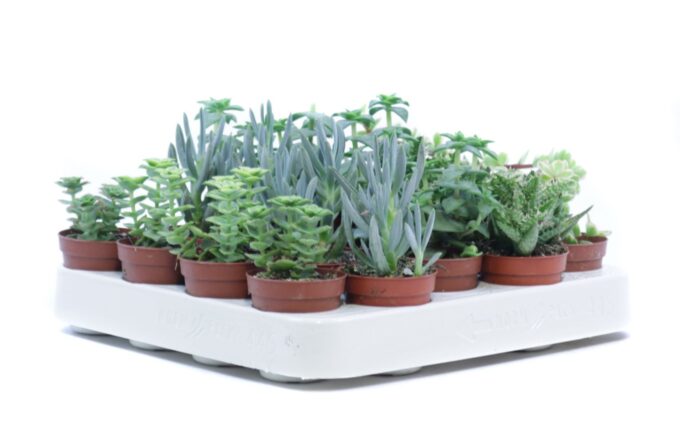 Succulent mix in a row