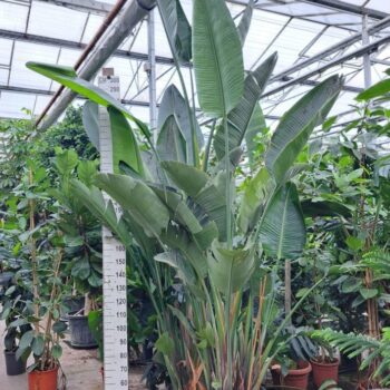 Strelitzia Nicolai bush XXL 450