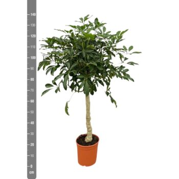 Schefflera Arboricola op stam - 140cm