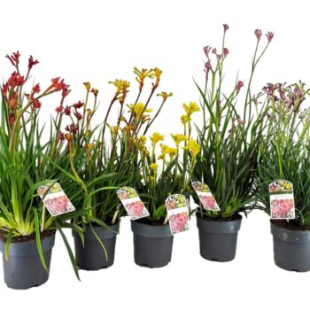 Anigozanthos