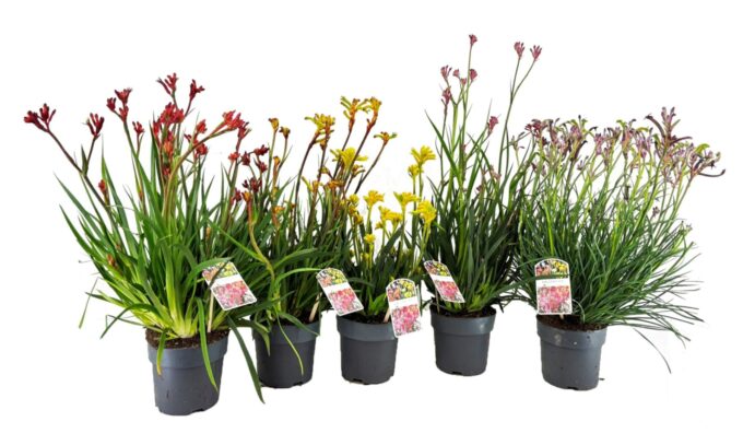 Anigozanthos