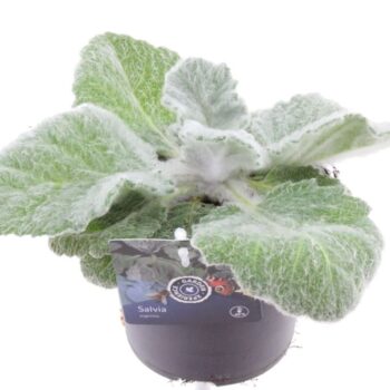 Salvia argentea