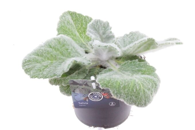 Salvia argentea