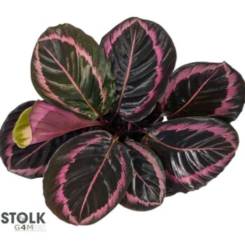 Calathea Roseopicta Jessy