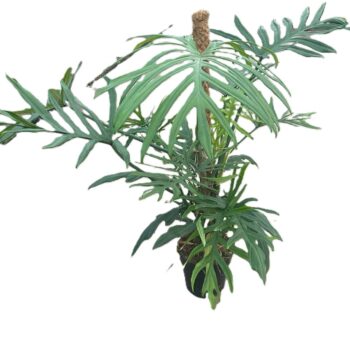 Philodendron elegans 'Trixi'