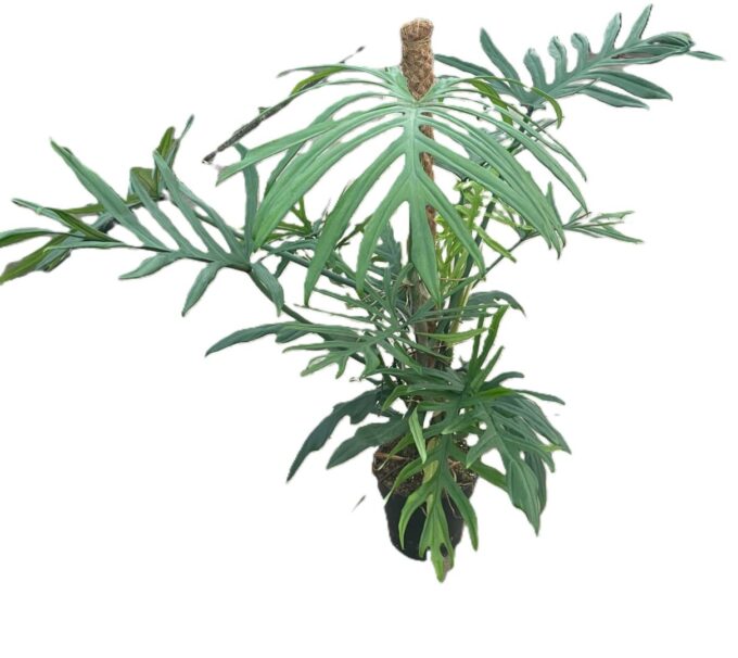 Philodendron elegans 'Trixi'