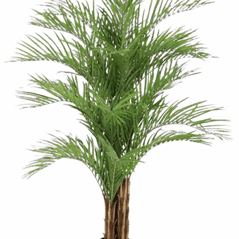 Dypsis Lutescens Bush