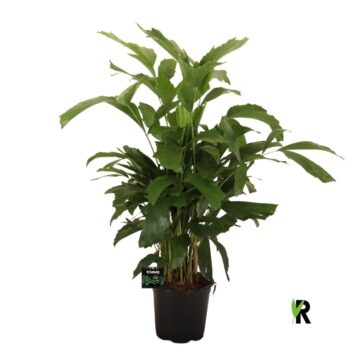 Caryota mitis