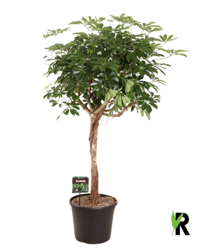 Schefflera arb. compacta bol op stam