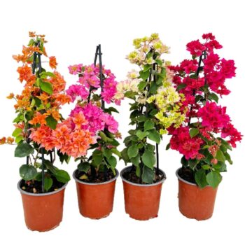 Bougainvillea