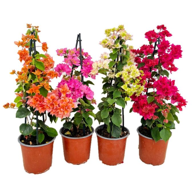 Bougainvillea