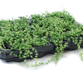 Senecio rowleyanus