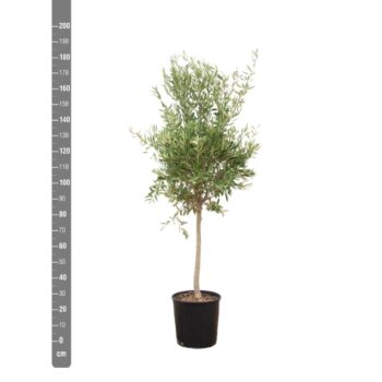 Olea Europaea Lorc M - 150cm