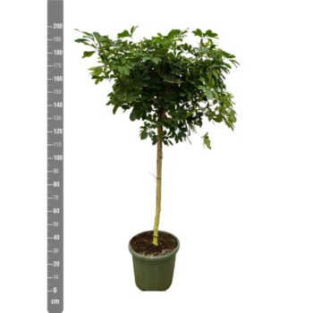 Schefflera Arboricola 'Nora' - 200cm