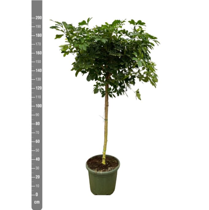 Schefflera Arboricola 'Nora' - 200cm