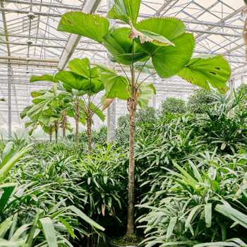 Licuala grandis Stem