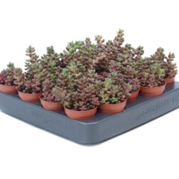 Sedum stahlii