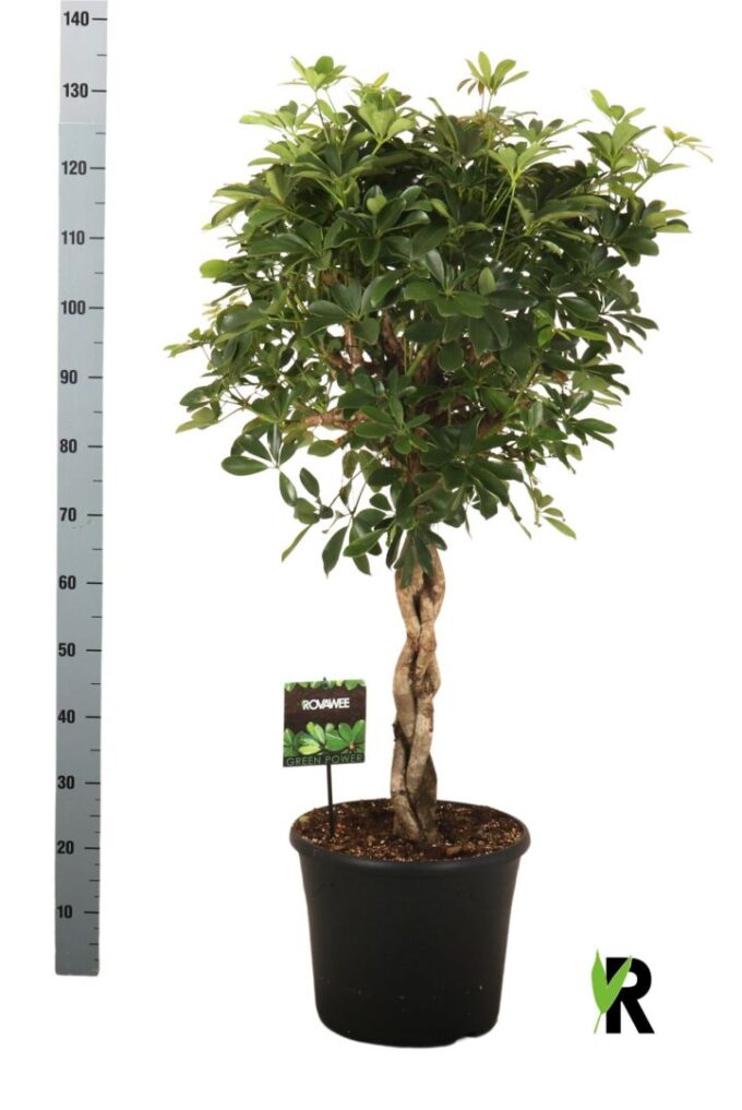 Schefflera arb. Compacta zware vlecht