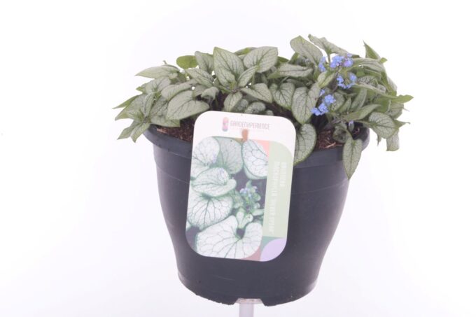 Brunnera Silver Spear