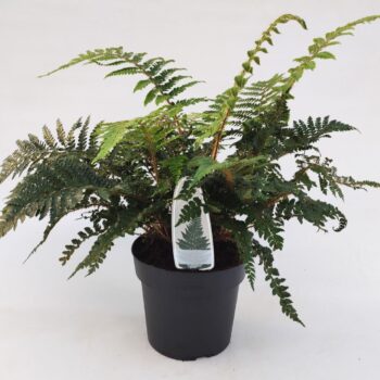 Polystichum polyblepharum