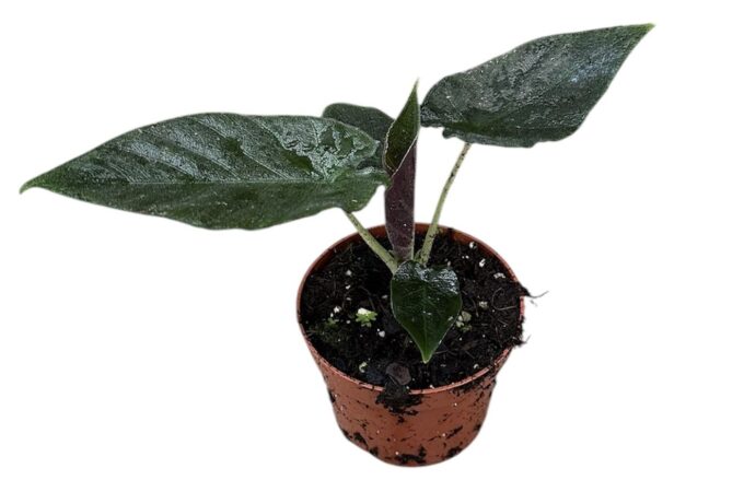 Alocasia antoro