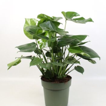 Monstera Deliciosa