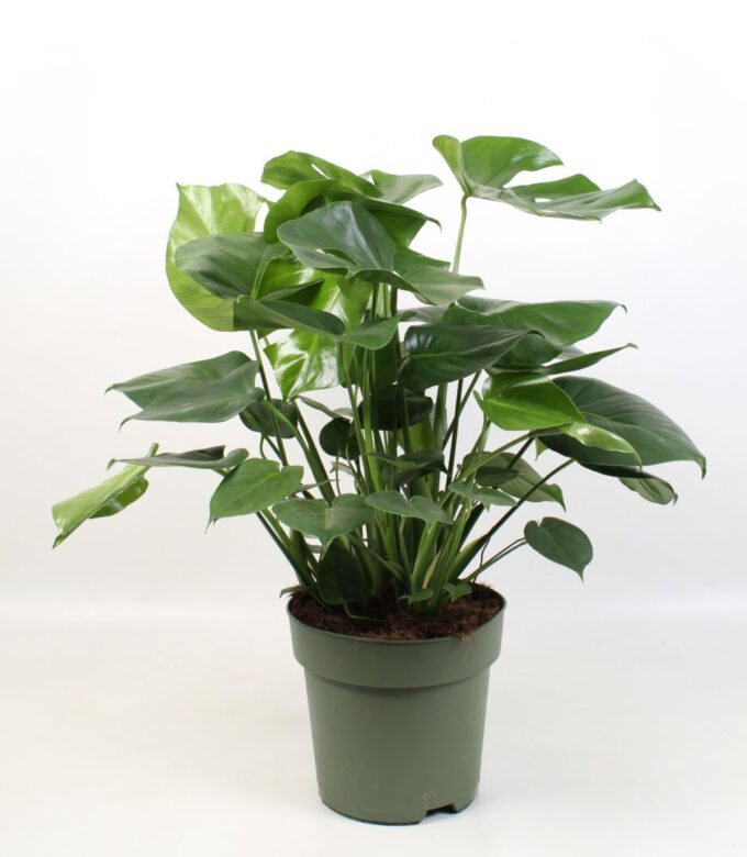 Monstera Deliciosa