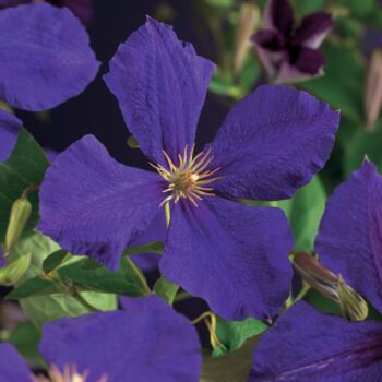 Clematis 'Jackmanii' +light label