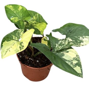 Syngonium Aurea