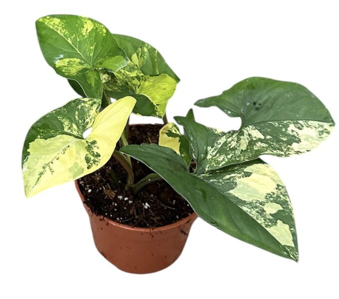 Syngonium Aurea