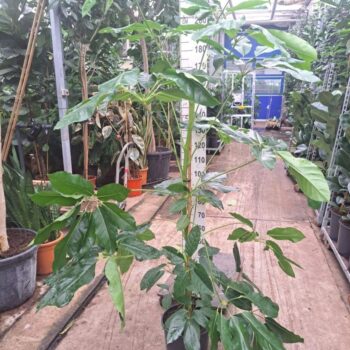 Schefflera Amate toef 180