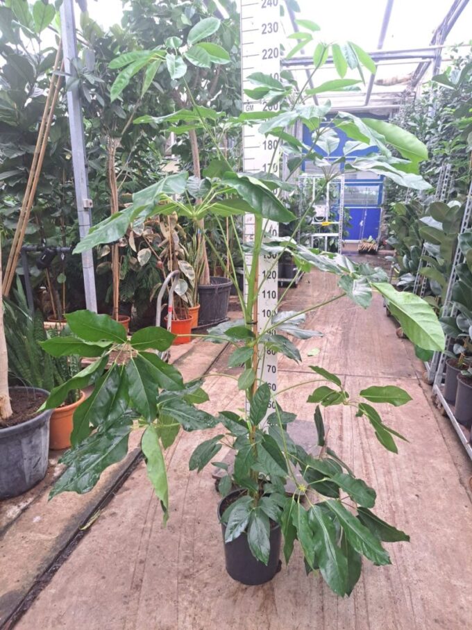 Schefflera Amate toef 180