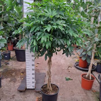 Schefflera arboricola 'Compacta' gevlochten stam 180