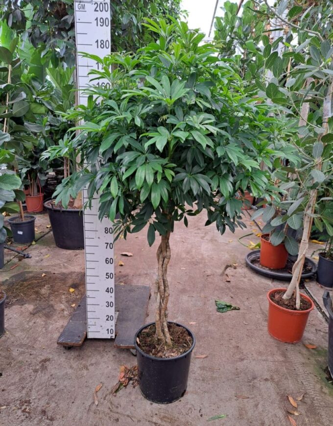 Schefflera arboricola 'Compacta' gevlochten stam 180