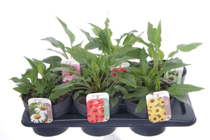 Echinacea purpurea mix