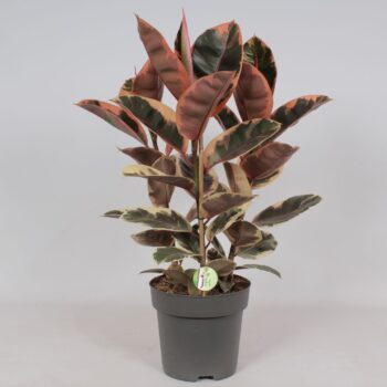 Ficus 'Belize'