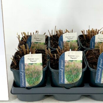 Panicum virgatum Squaw