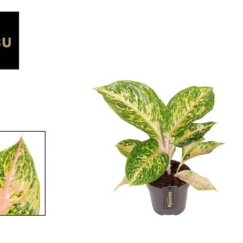 Aglaonema Forest Pink