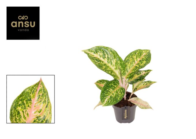 Aglaonema Forest Pink