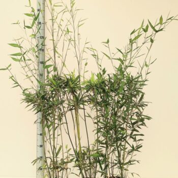 Phyllostachys aurea