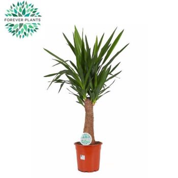 Yucca INCA tree