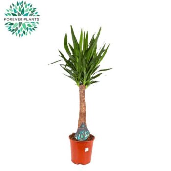 Yucca INCA tree