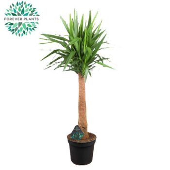 Yucca INCA tree